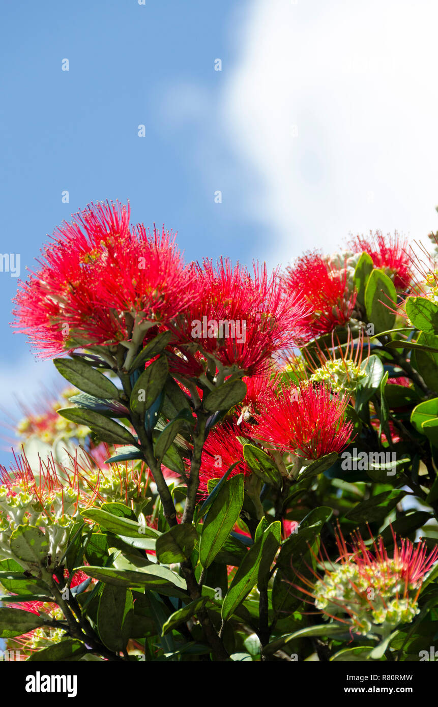 Pohutukawa flowers, Onaero, Taranaki, North Island, New Zealand Stock Photo