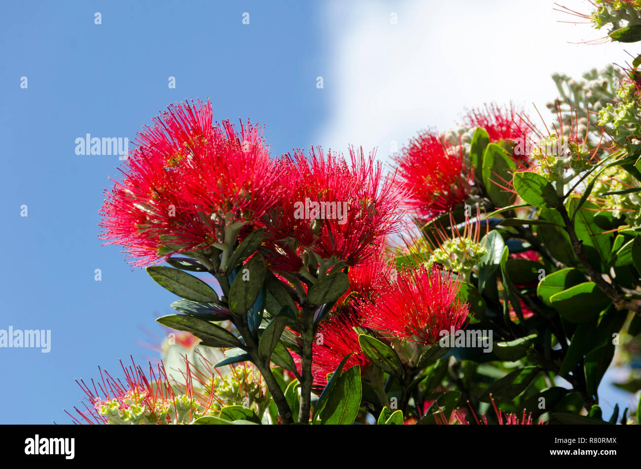 Pohutukawa flowers, Onaero, Taranaki, North Island, New Zealand Stock Photo