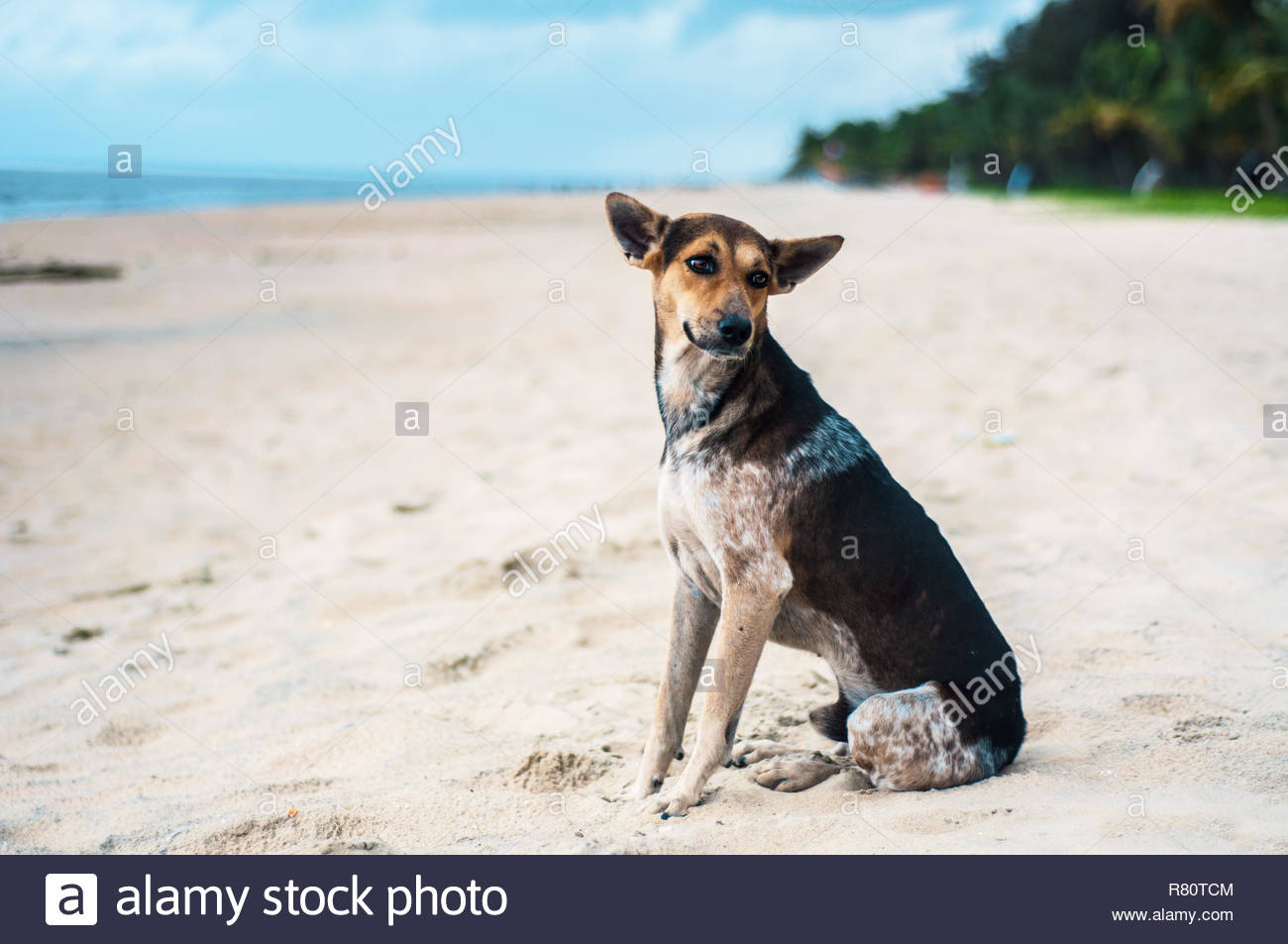 Indian Pariah Dog Brown And White – Cute of Animals