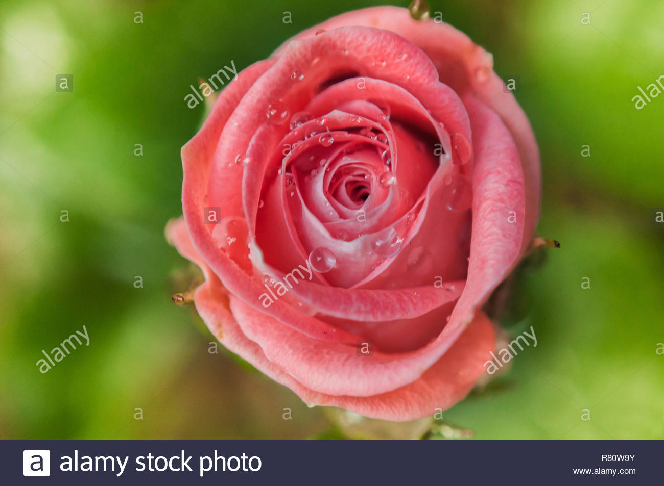 Beautiful Pink Rose Flower With Water Drops Stock Photo 228671911