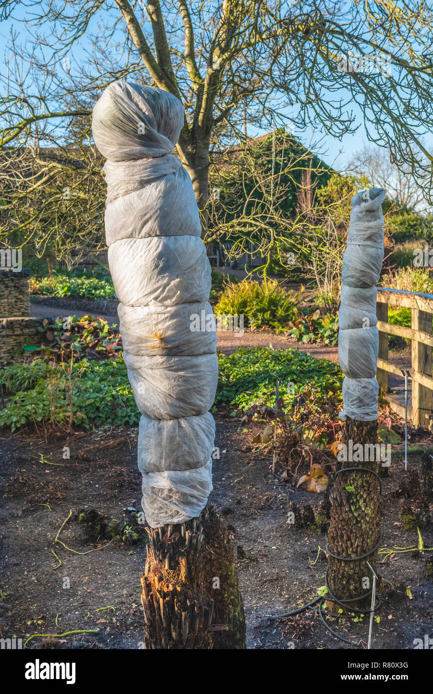 Tree fern wrapped with horticultural fleece, as protection against winter cold and frost. Stock Photo