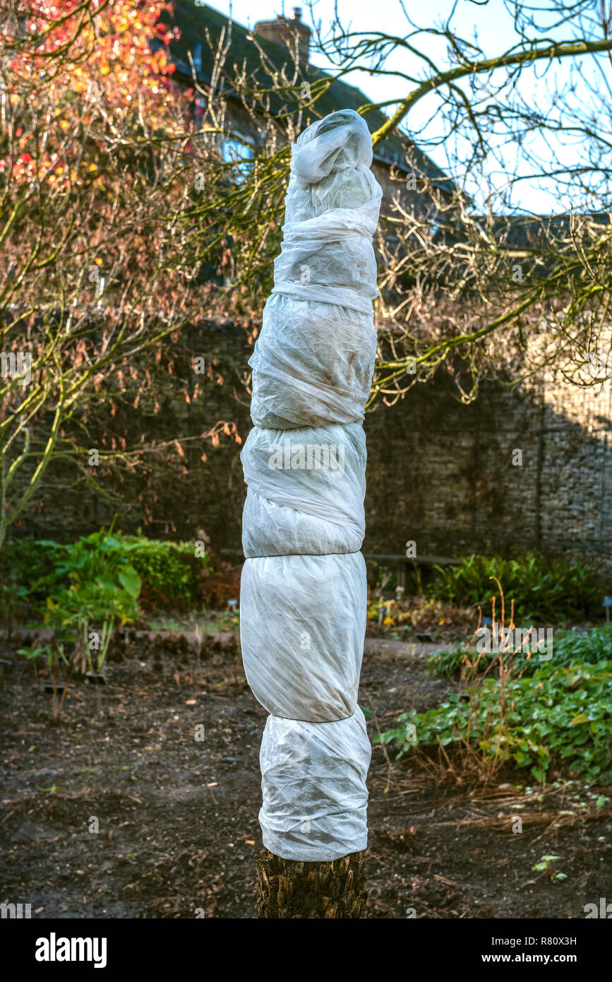 Tree fern wrapped with horticultural fleece, as protection against winter cold and frost. Stock Photo