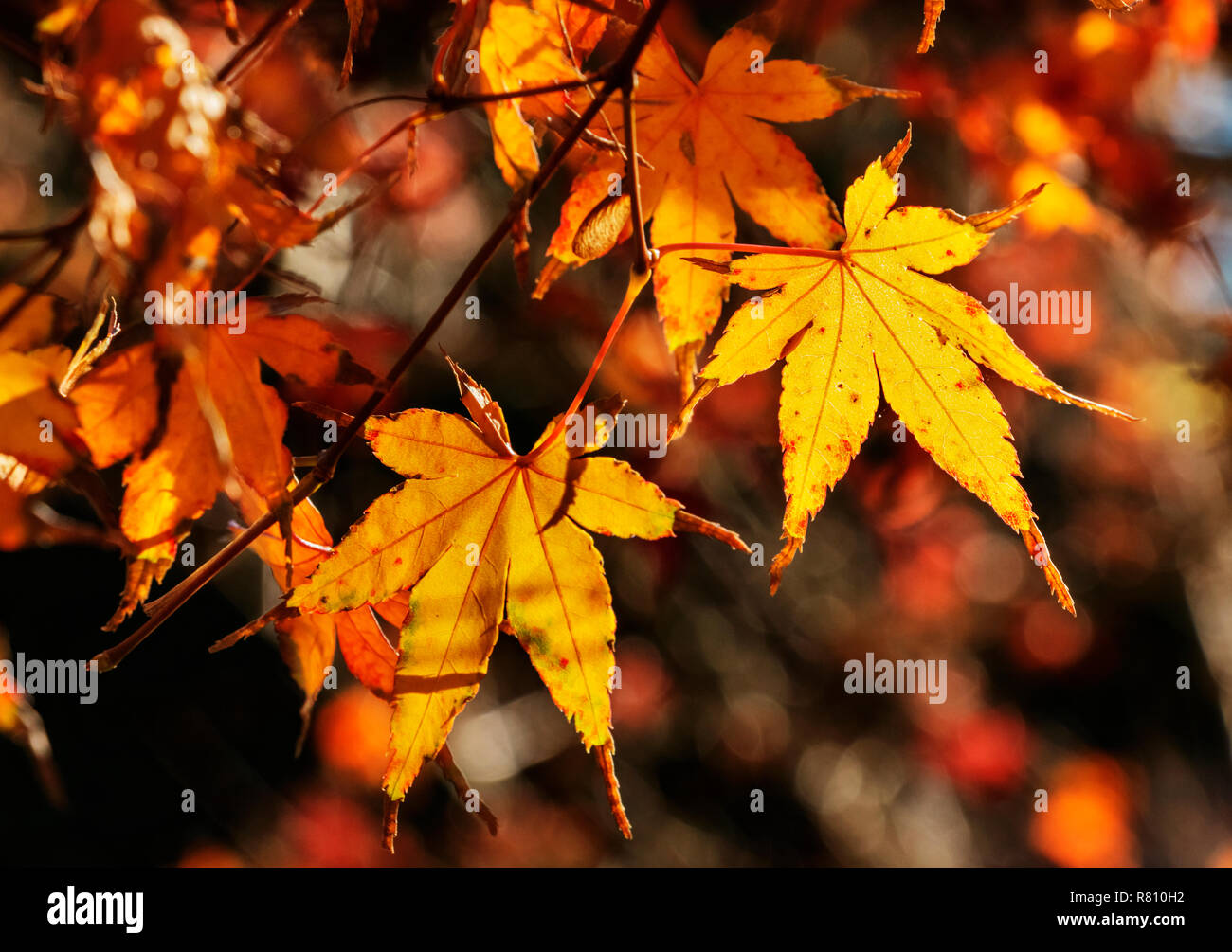 Japanese maple  (palmate maple  )leaves  in a sunny day , leaves with seven lobes and serrated margins ,saturated colors , out of focus background Stock Photo
