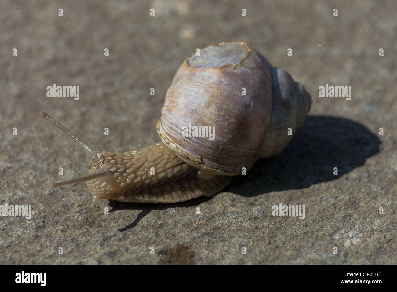 Roman snail - Helix pomatia. Helix pomatia, common names of the Romans, Burgundians, slug with injured casings Stock Photo