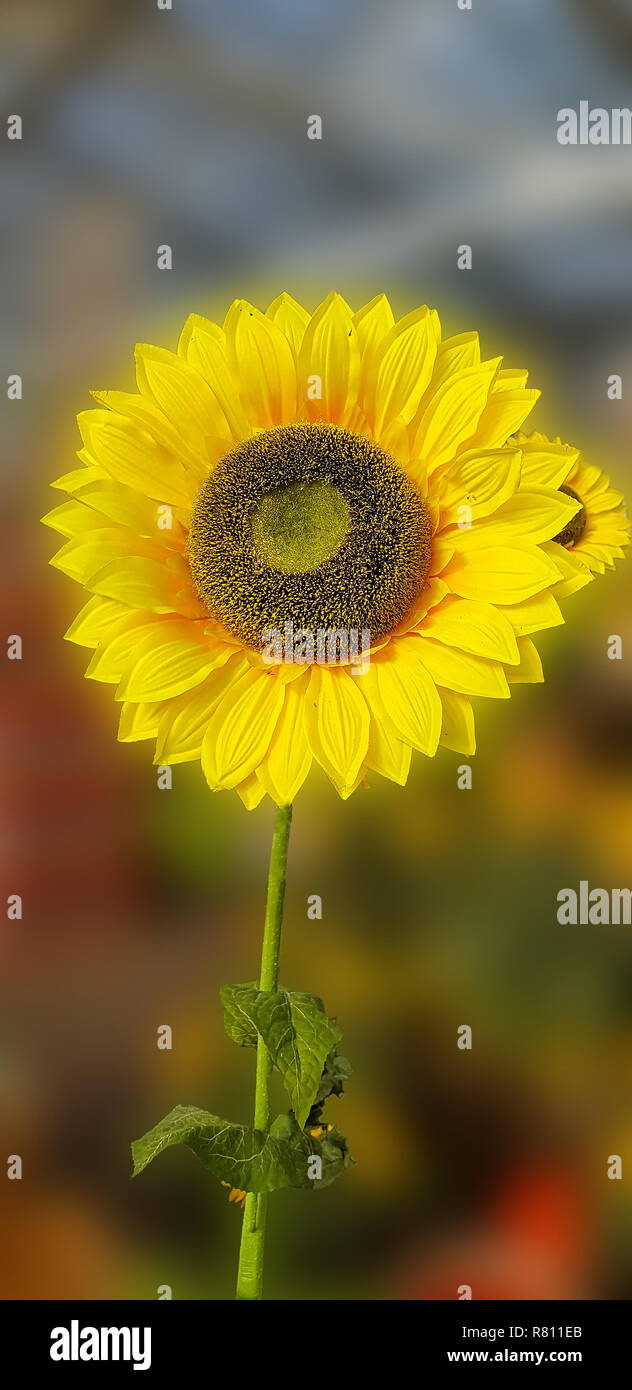Flower of sunflower isolated on white background Stock Photo - Alamy