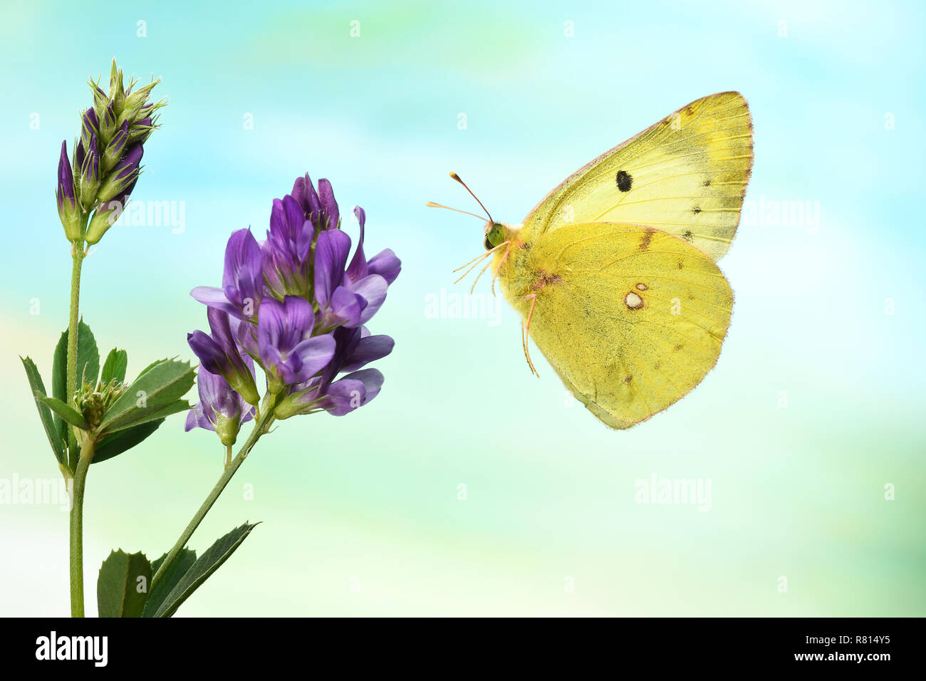 Pale Clouded Yellow (Colias hyale), in flight, on a flower, Alfalfa (Medicago sativa), Germany Stock Photo