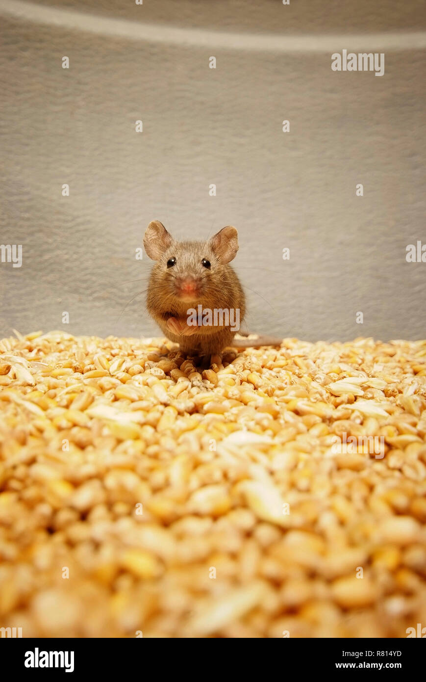 House mouse (Mus musculus) sitting on wheat grains, looks scared, Germany Stock Photo