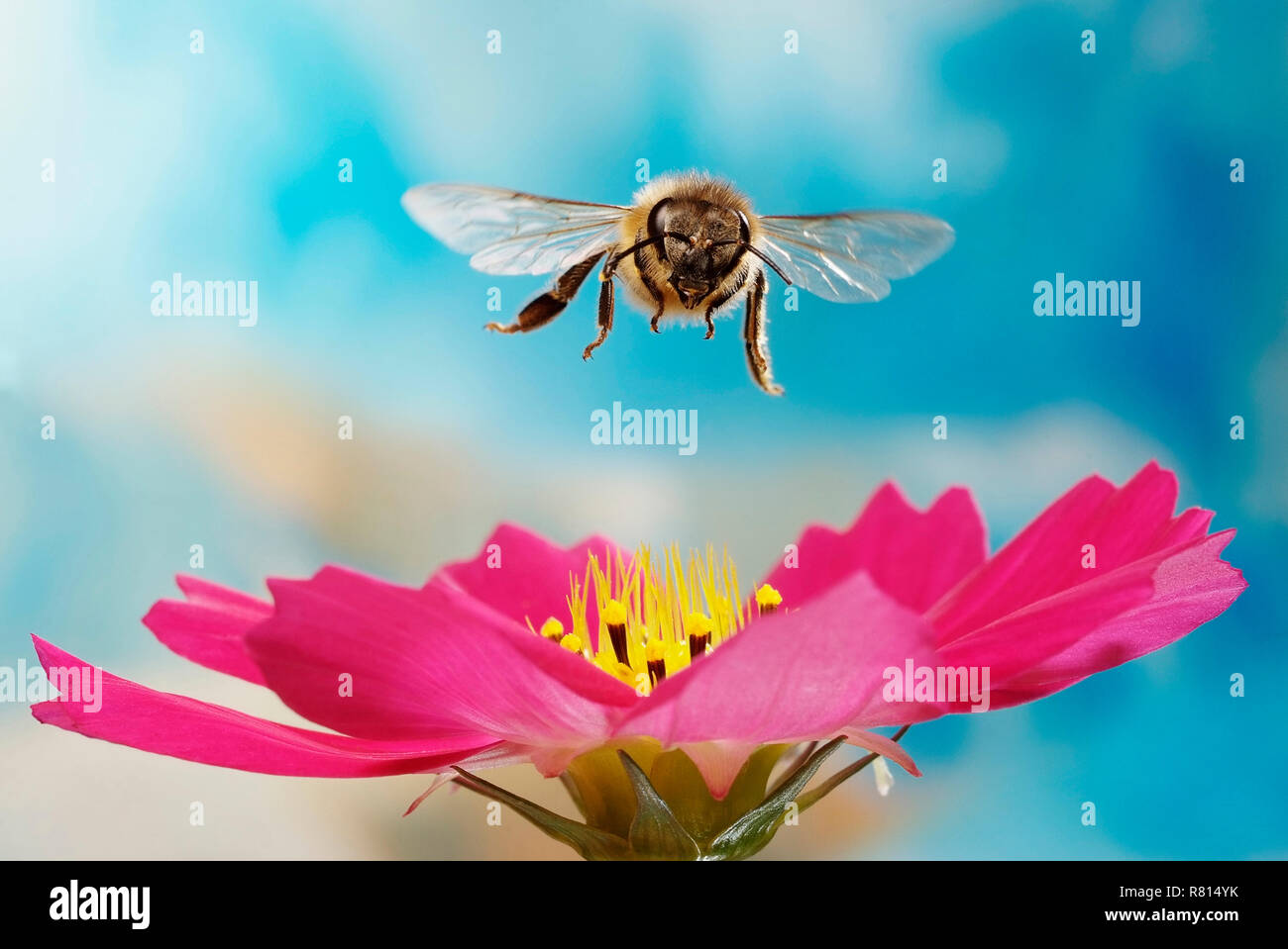 Honey bee (Apis mellifera), flying over pink flower of a Cosmos (Cosmos), Germany Stock Photo