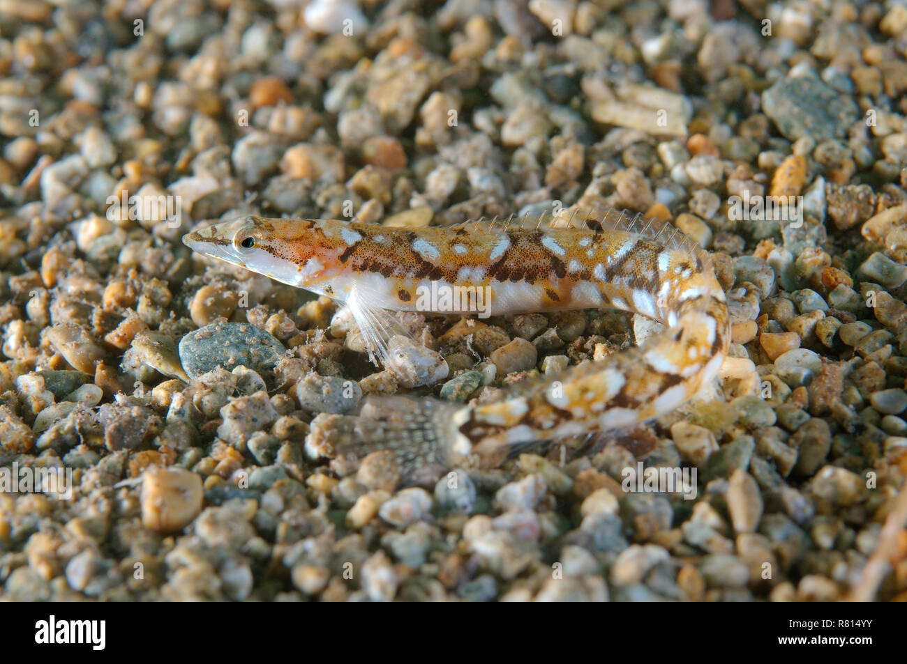 Pavlenkos snake bleonny (Lumpenopsis pavlenkoi Soldatov), Japan sea, Primorsky Krai, Russia Stock Photo