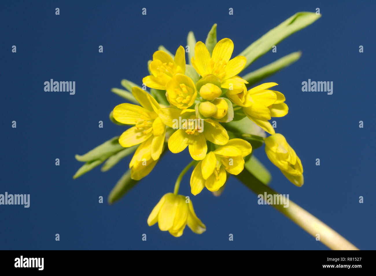 Leontice odessana (Gymnospermium odessanum), Odessa Oblast, Ukraine Stock Photo