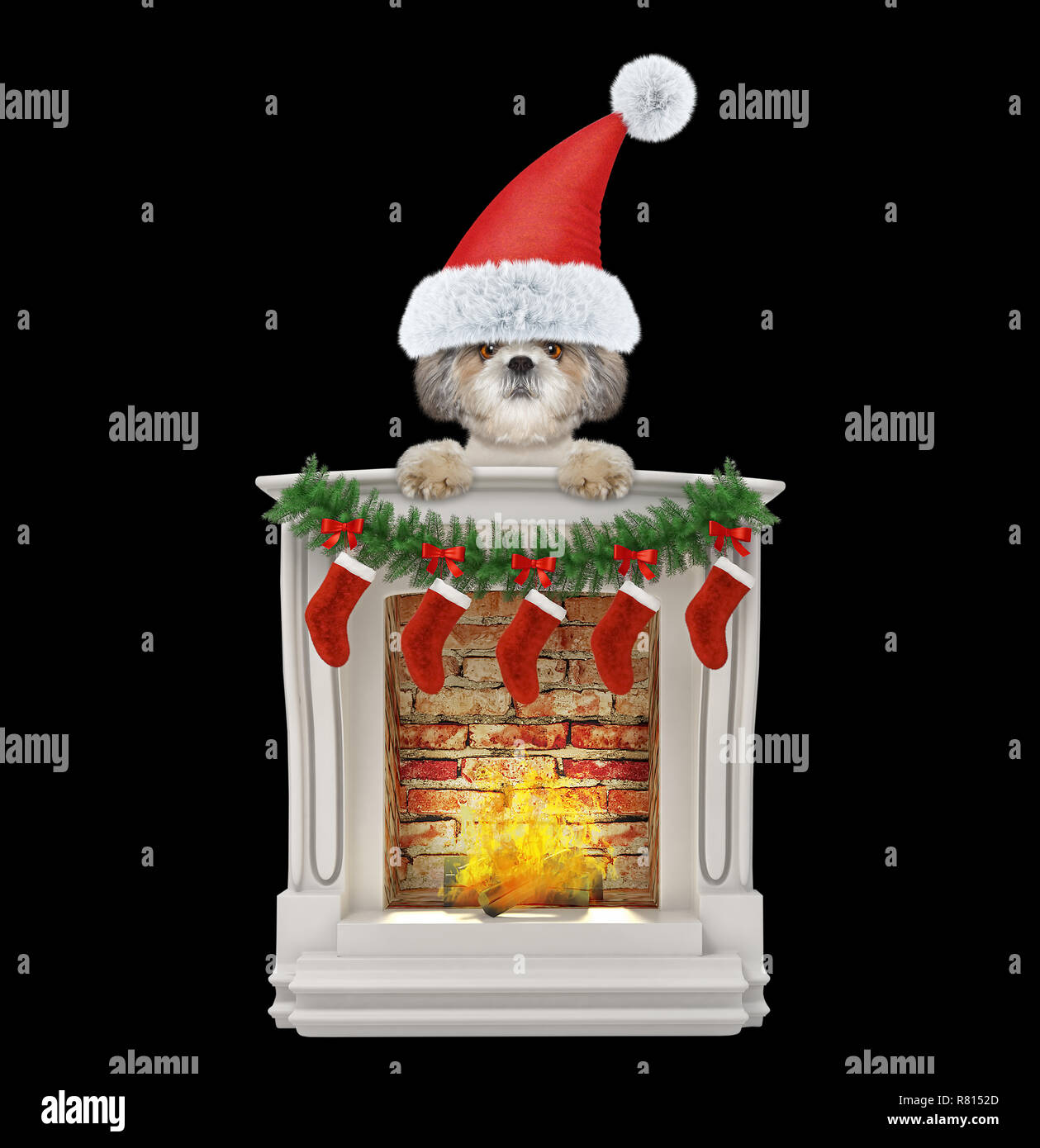 Shitzu santa dog near fireplace. Isolated on black Stock Photo