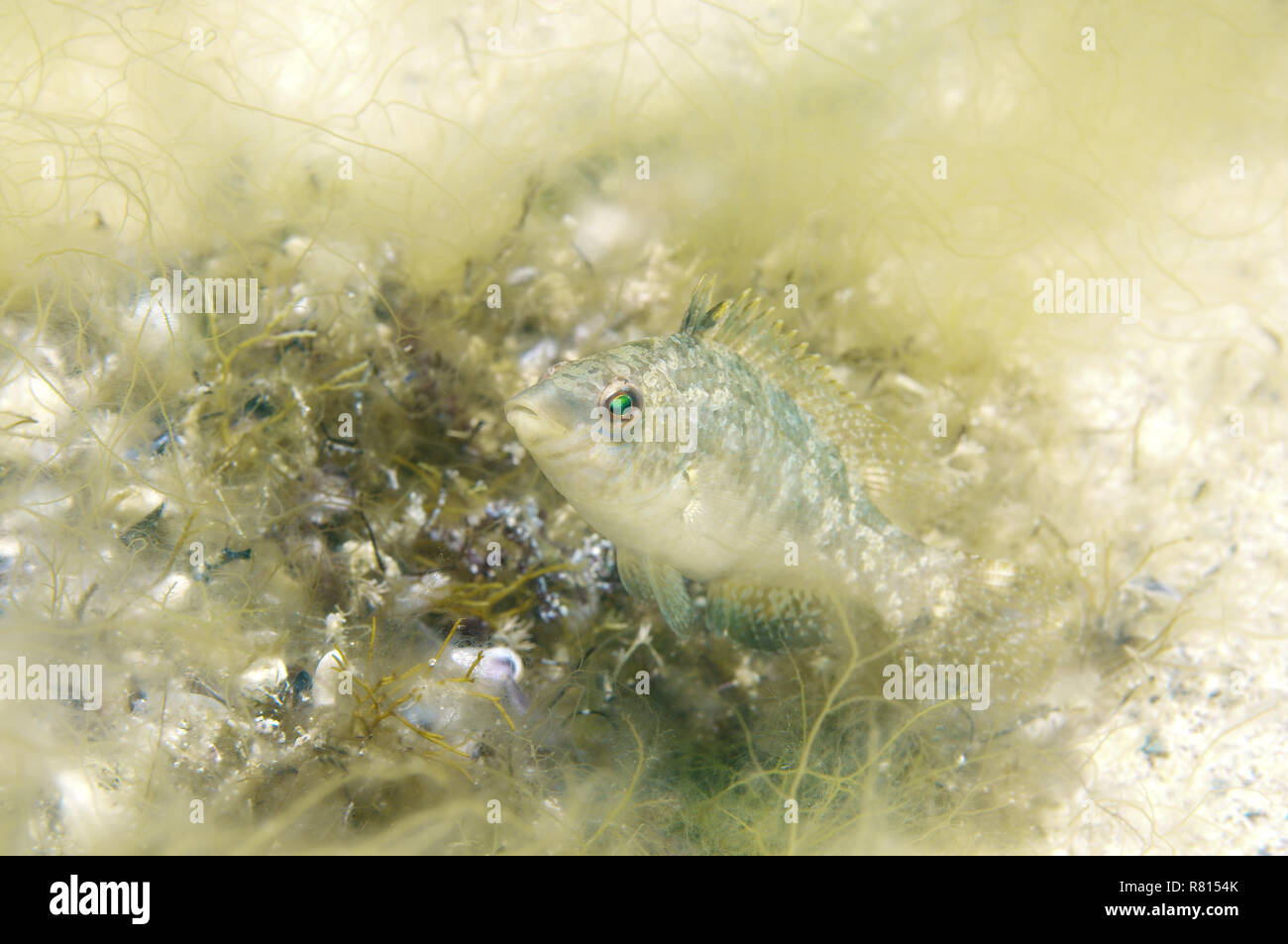 Grey Wrasse (Symphodus cinereus) guarding its nest, Black Sea, Crimea, Ukraine Stock Photo