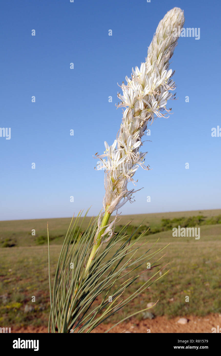 Asphodeline parviflora (Asphodelina taurica), Crimea, Ukraine Stock Photo