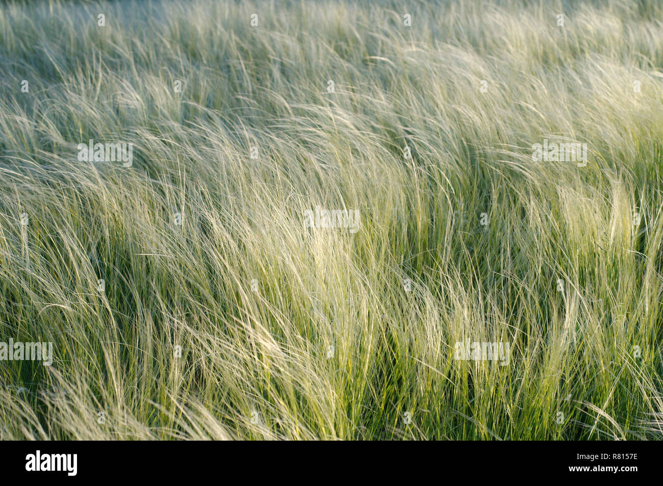 Feather grass, Needle grass, or Spear grass (Stipa sp.), Crimea, Ukraine Stock Photo