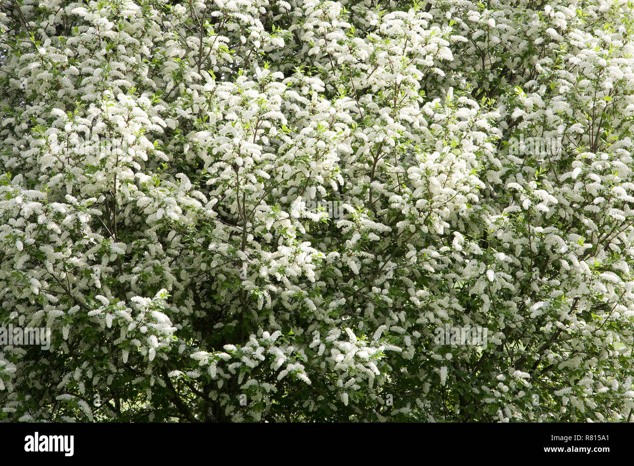 White flowering grape cherry (Prunus padus), Swabian Alb, Germany Stock Photo