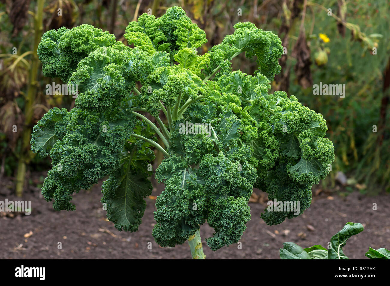 High-grade green cabbage (brassica oleracea), Mecklenburg-Western Pomerania, Germany Stock Photo