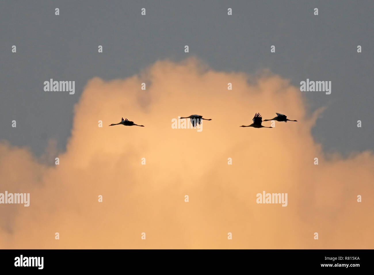 Common cranes (Grus grus), flying in a row in front of cloud, Western Pomerania Lagoon Area National Park Stock Photo