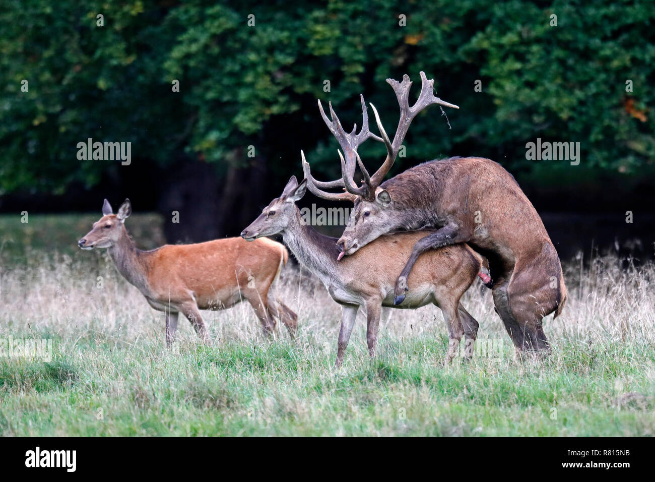 Mating type. Mating type