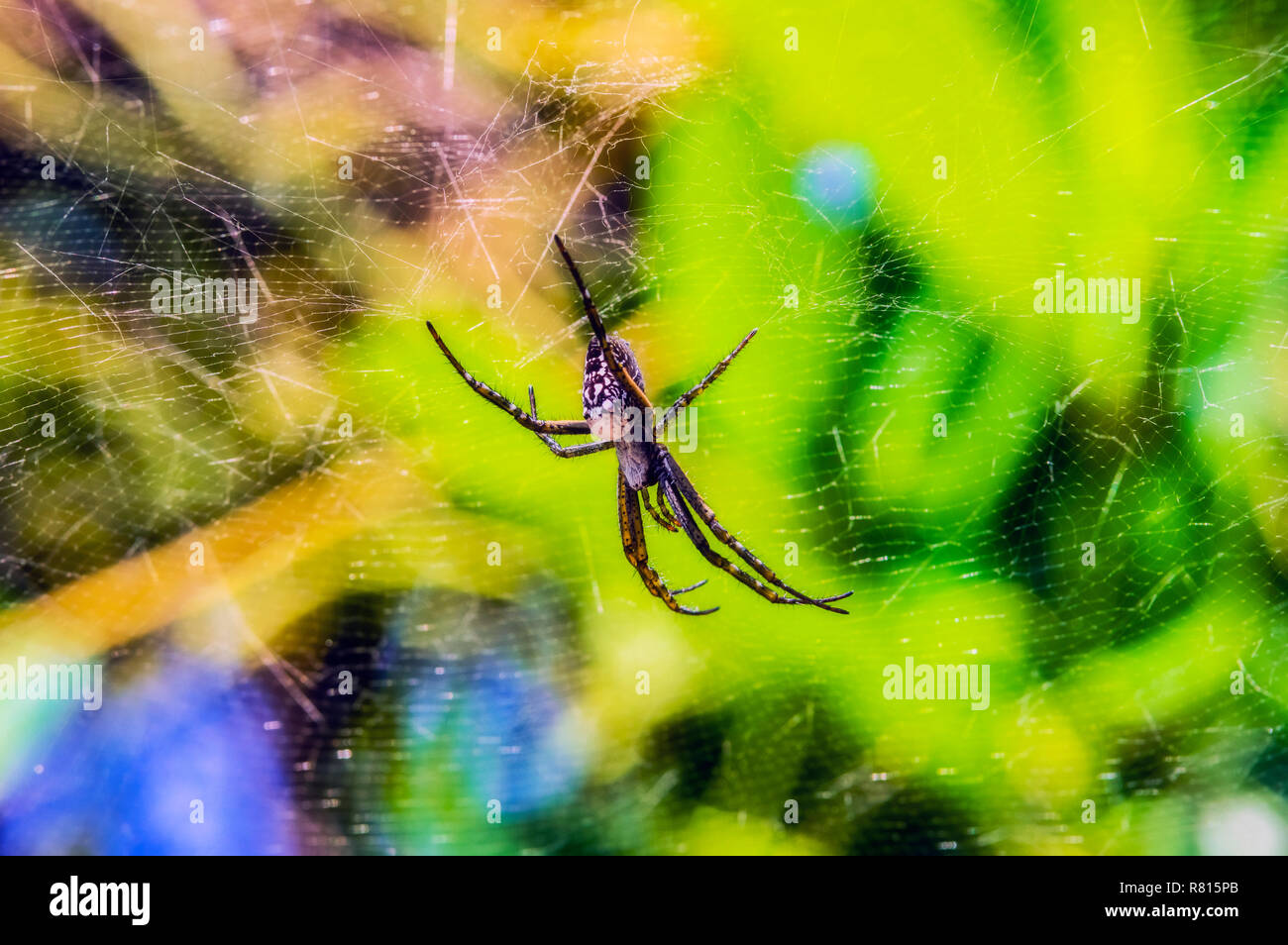 Nephilid (Nephila) lurks in the spider's web, Mystery Island, Vanuatu Stock Photo