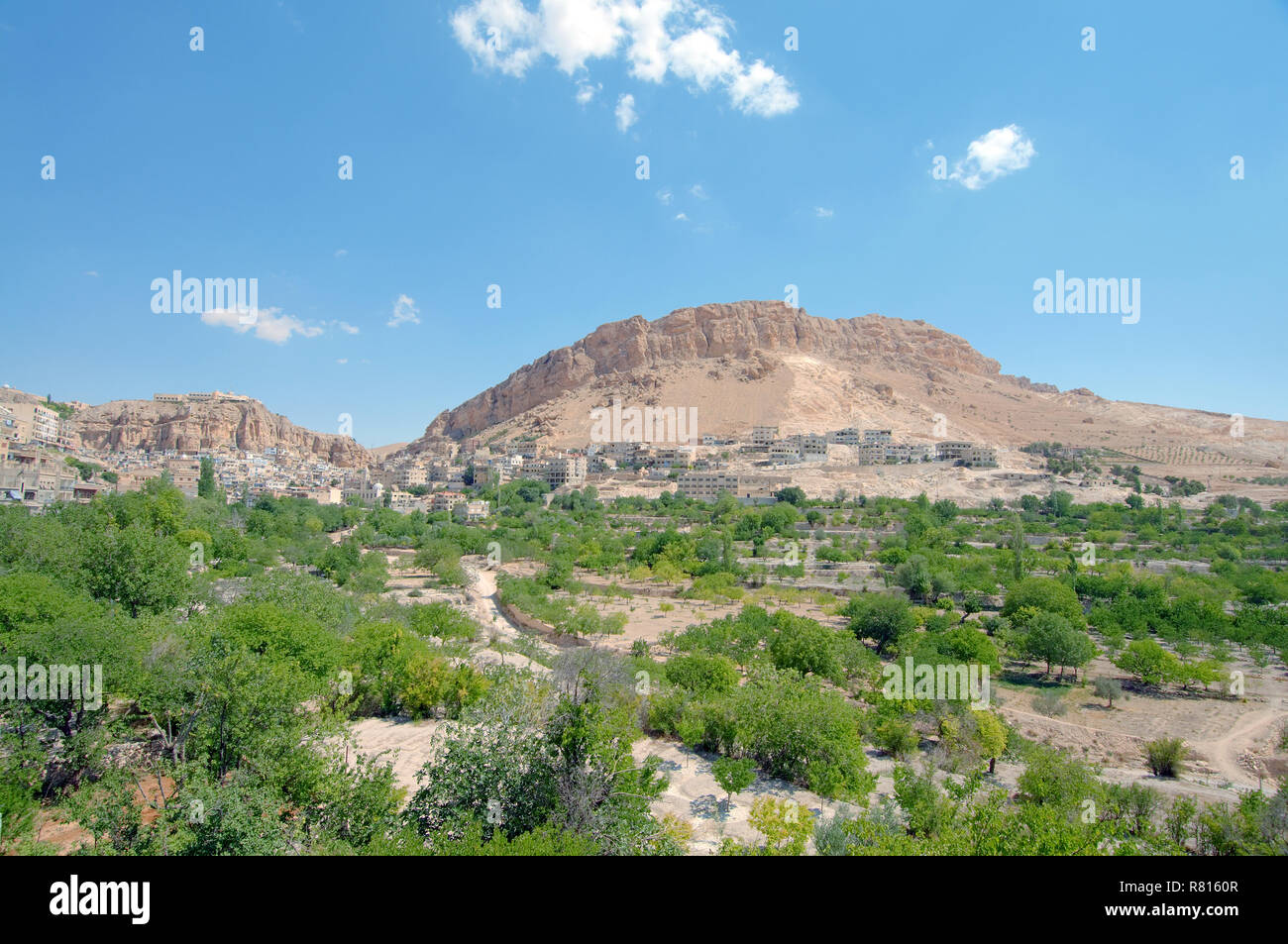 Blooming desert, SyroArabian Desert or Syrian Desert Stock Photo Alamy