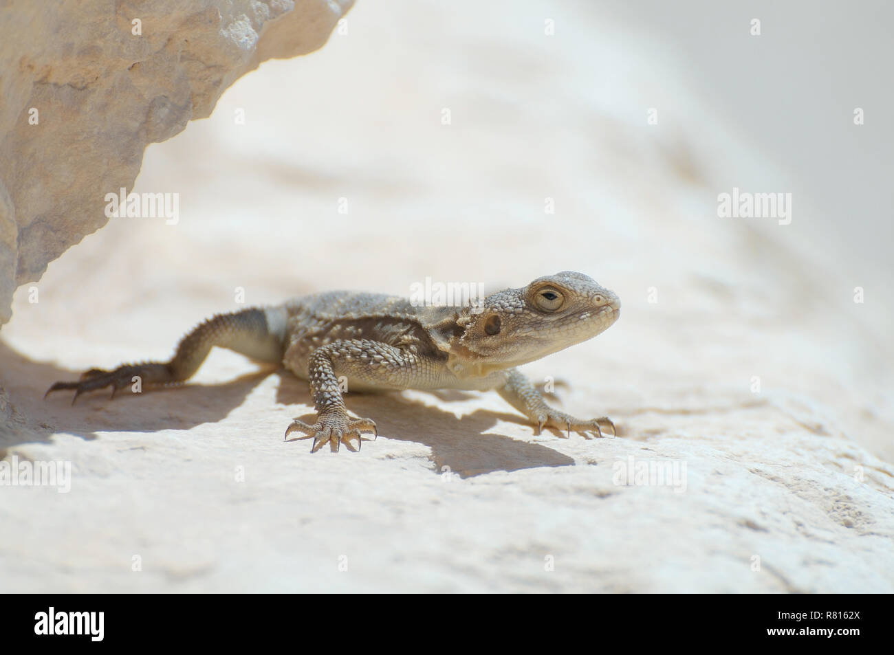 Egyptian mastigure, Leptiens mastigure or Egyptian dab lizard (Uromastyx aegyptia), Syrian Desert, Tadmur, Syria Stock Photo