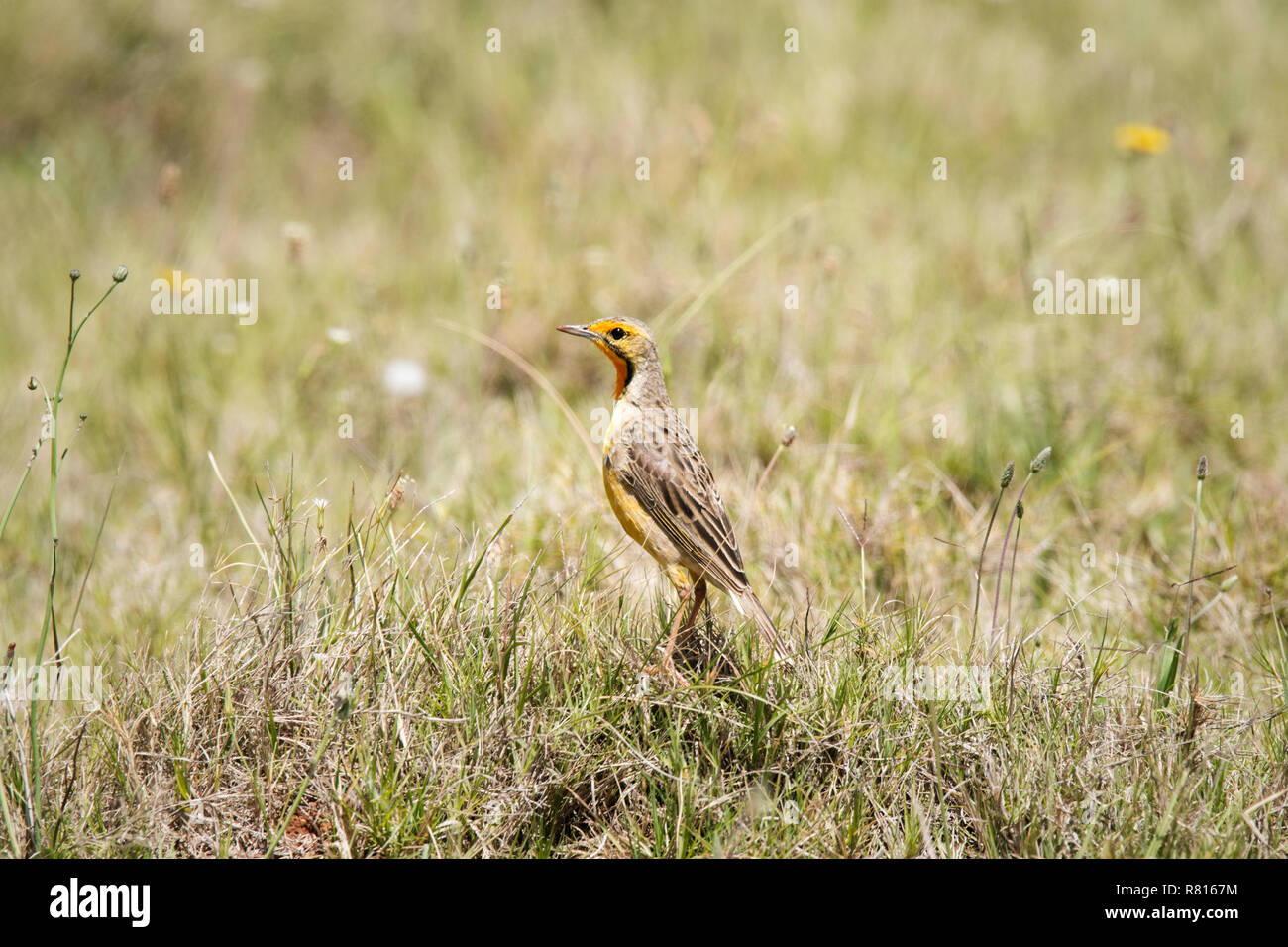 Cape longclaw (Macronyx capensis) stands in the grass, Mountain Zebra National Park, South Africa Stock Photo