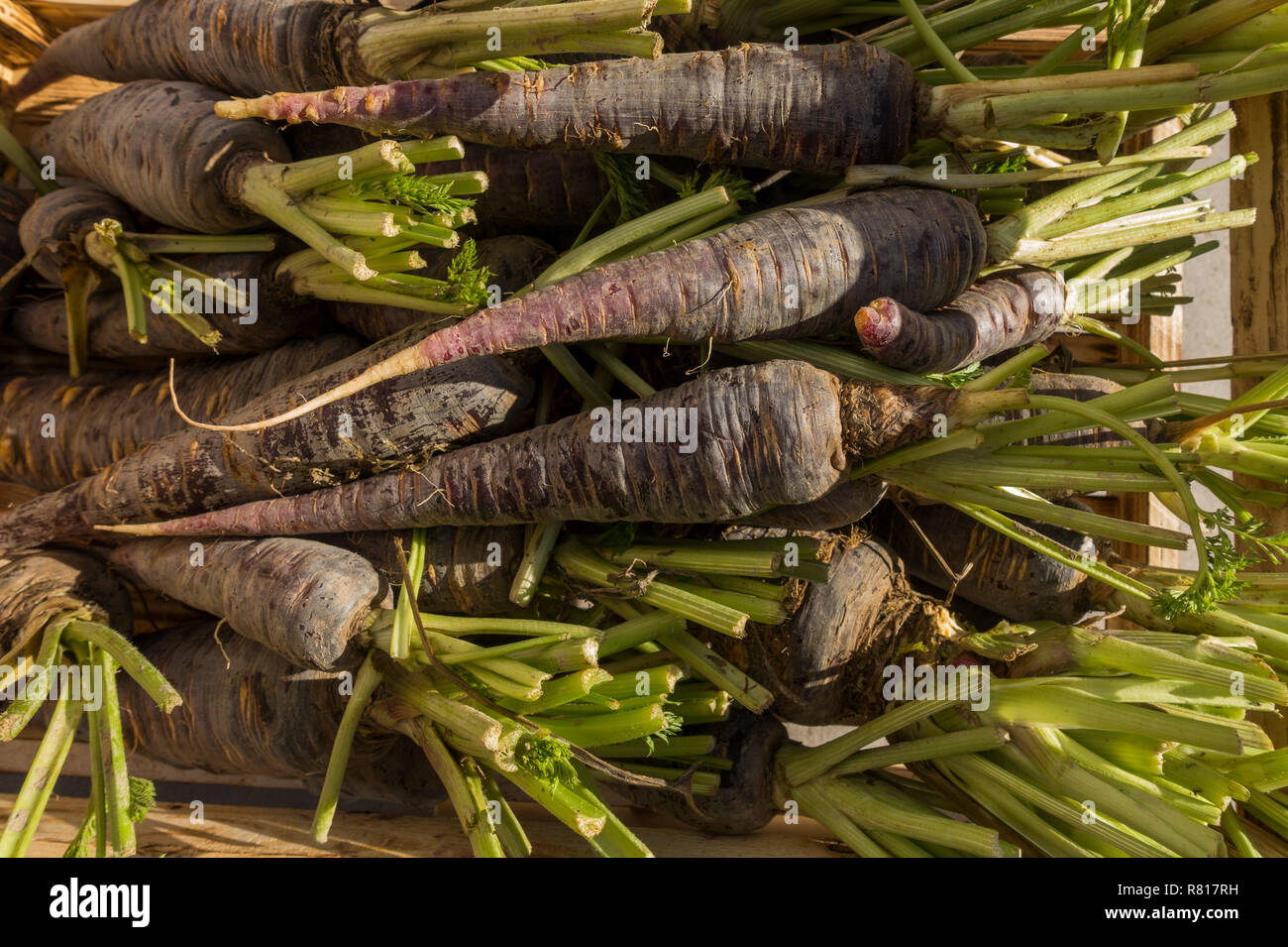 Spanish Purple carrots, in a wooden box, A speciality from the Cuevas