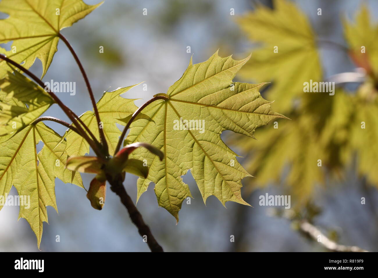 Young foliage maple tree hi-res stock photography and images - Alamy
