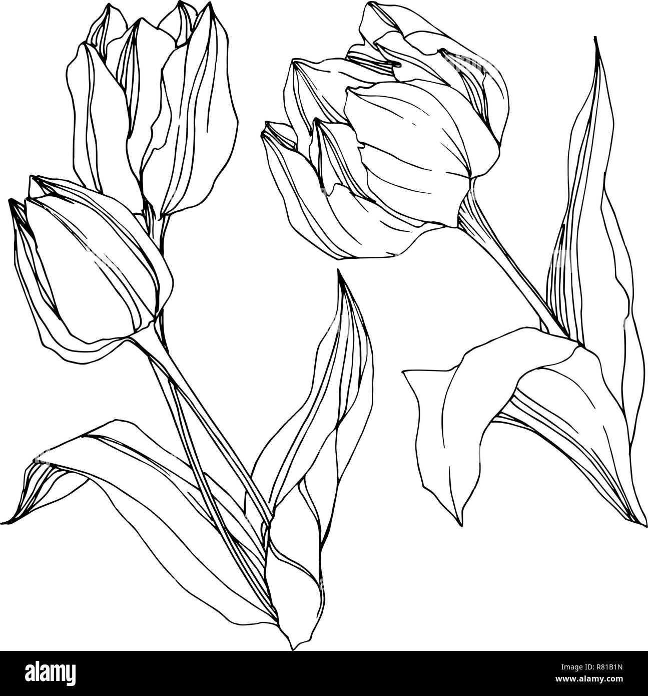 Vector Tulip Black and white engraved ink art. Floral botanical flower ...