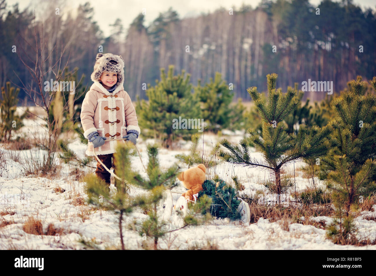 A child decorate a Christmas tree outdoor. The boy hangs red bubbles and eats gingerbreads. He is dressed in a sheepskin coat, in the background green Stock Photo