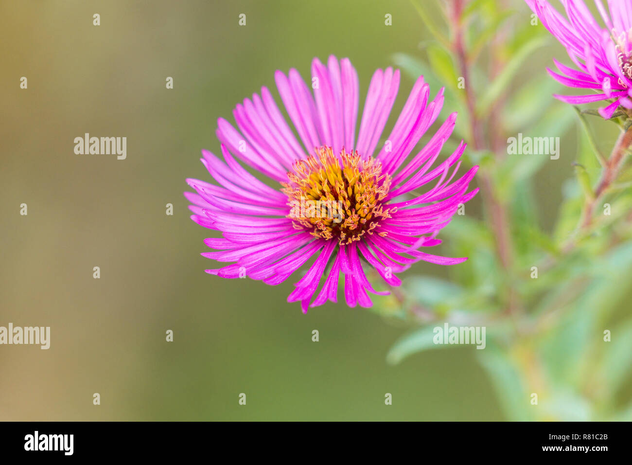 Close-up of beautiful flowering Aster Flowers in the Morning Light. Stock Photo