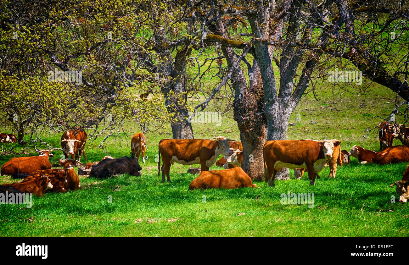 Cattle resting and grazing under shade of trees Stock Photo Alamy