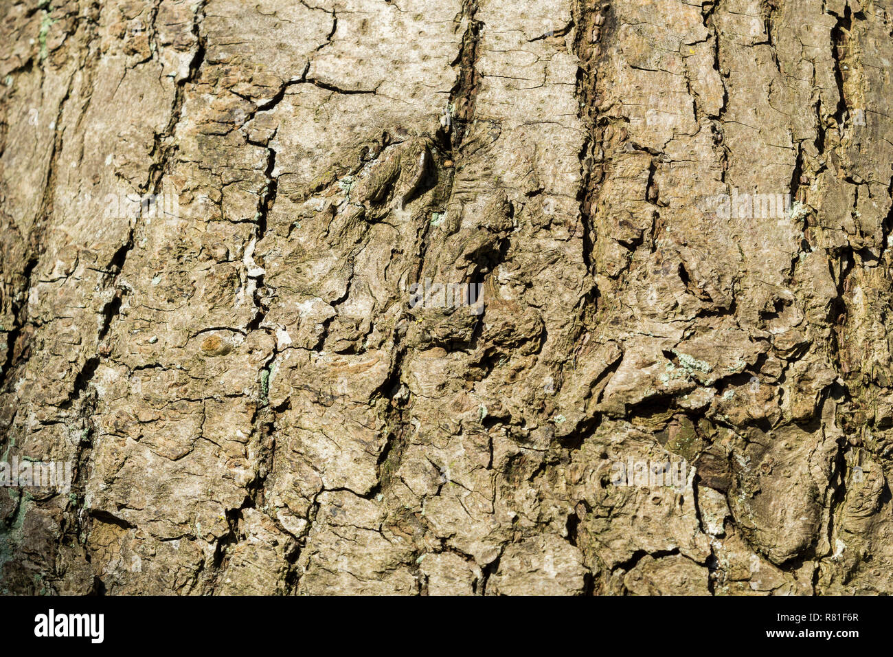 Detailed Close-up of a Pine Tree Bark. Stock Photo