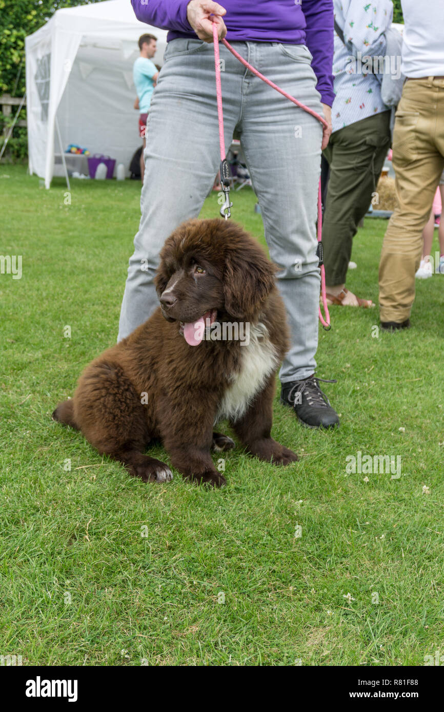 Seated brown Newfoundland puppy, held on a lead by female owner, UK Stock Photo