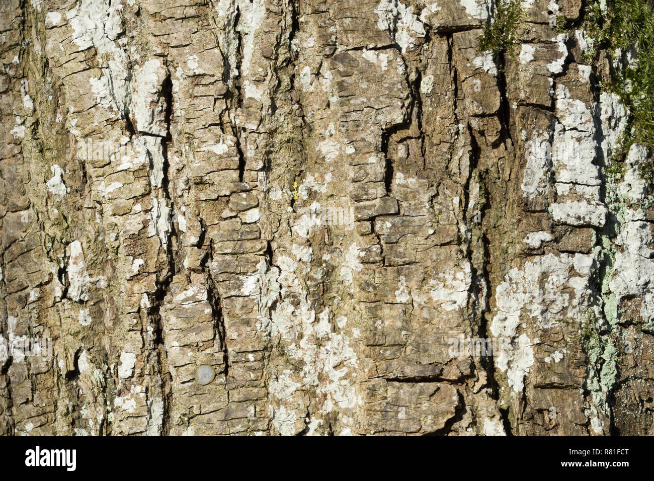 Detailed Close-up of a Pine Tree Bark. Stock Photo