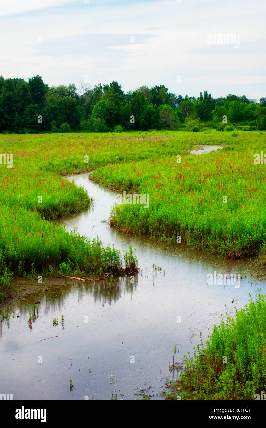 A watery course boarded with blooming vegetation leading to a line of distant trees under cloudy skies Stock Photo
