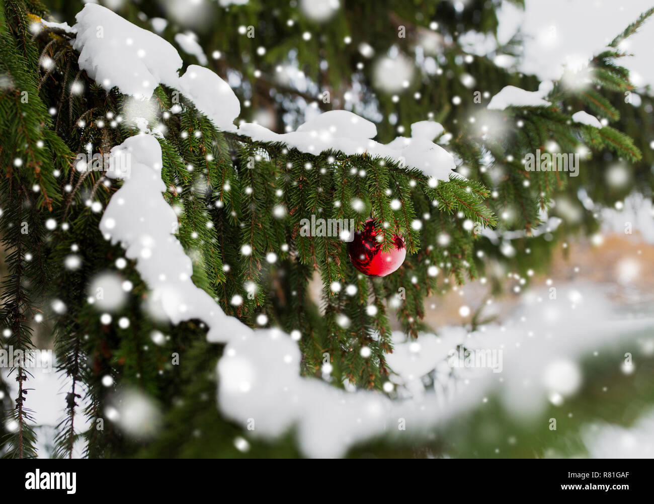 red christmas ball on fir tree branch with snow Stock Photo - Alamy
