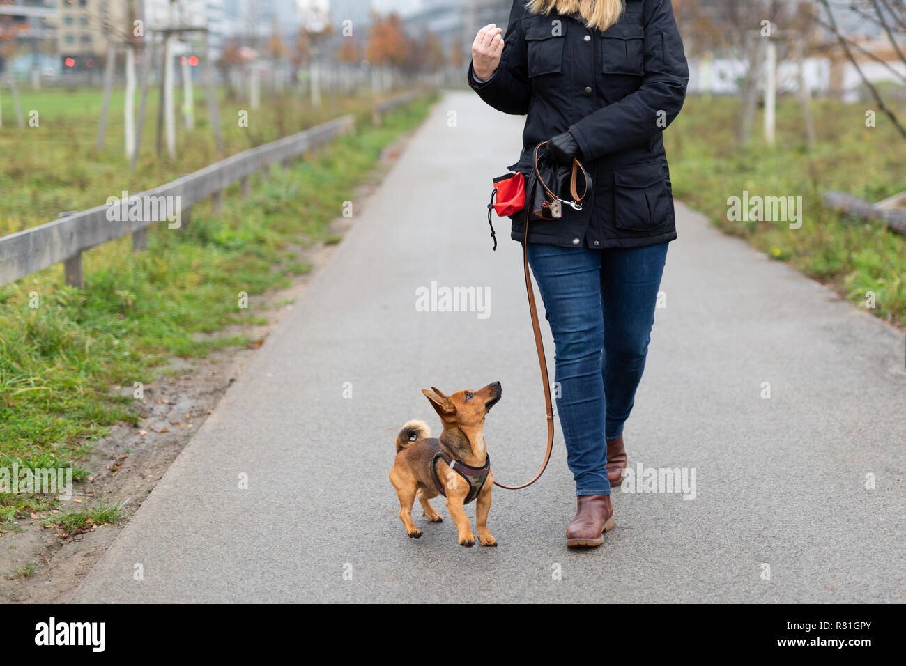 A woman and her little dog are practicing "walking to heel" in the park