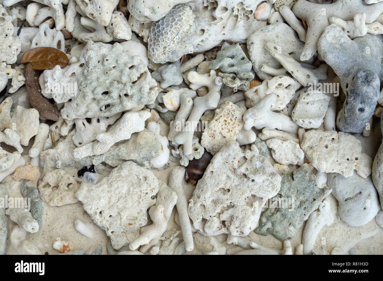 White broken dead coral beach nature background in thailand sea, Satun Province. Stock Photo
