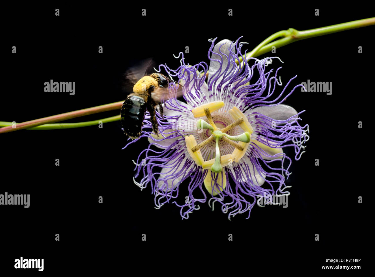 Bumble bee (Bombus sp.) approaching the blossom of a passion vine flower (Passiflora incarnata) to feed on nectar. Bumble bees and passion flowers hav Stock Photo