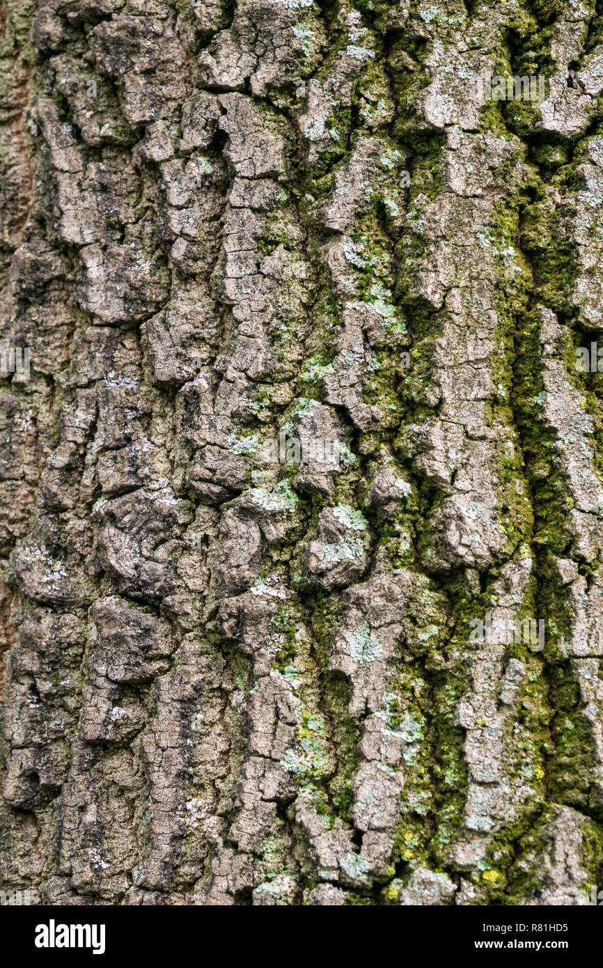 Closeup of the Tree Bark of a Chestnut Tree (Castanea sativa Stock
