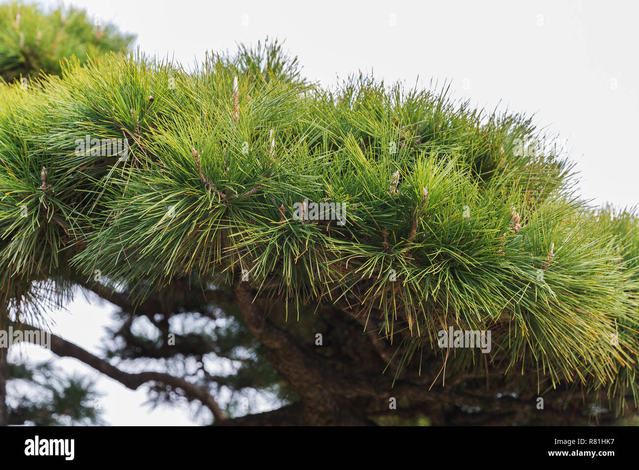 close up of green pine tree branch Stock Photo