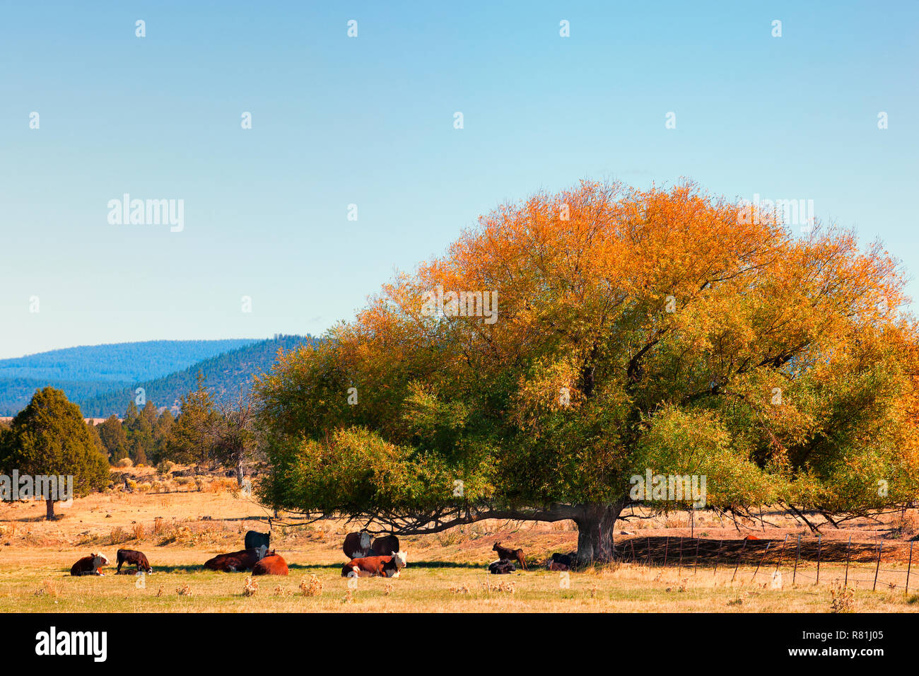 Cattle shade hires stock photography and images Alamy