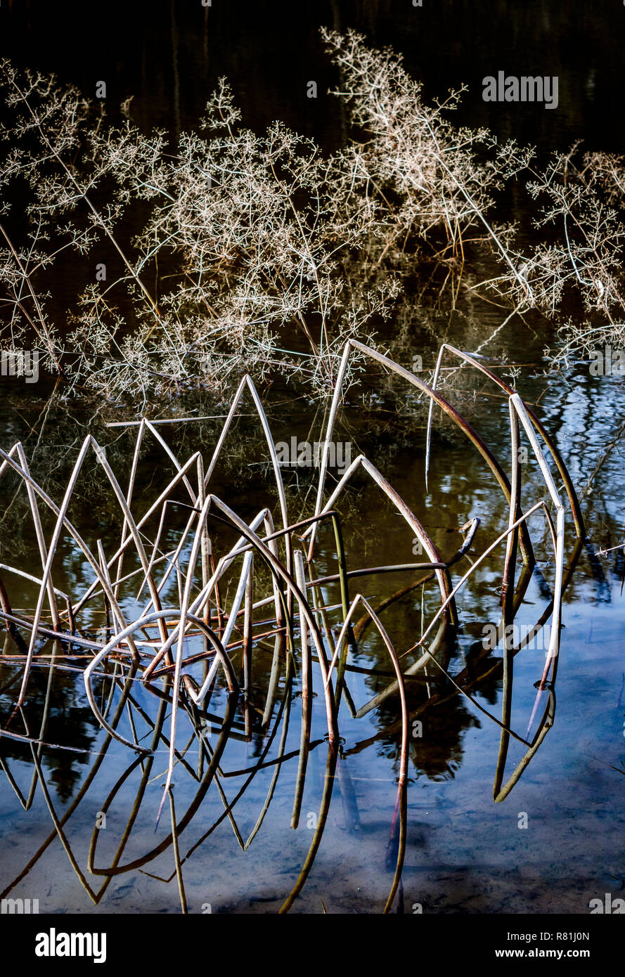 Abstract of bent, dead reeds and other plants in winter in a shallow, mud-bottomed pond which has a dark forest reflected on its surface. Stock Photo