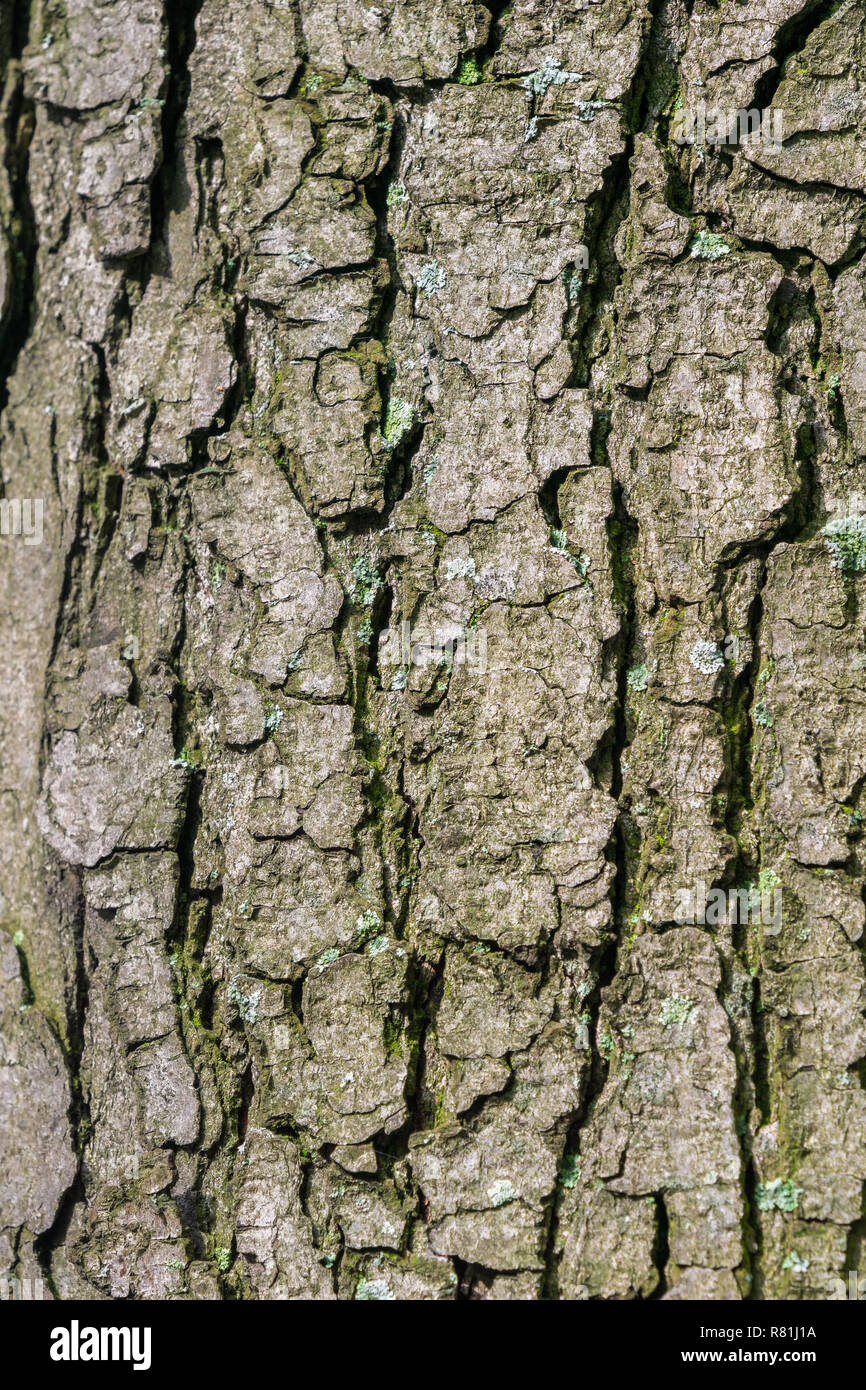 Close-up of the Tree Bark of a Chestnut Tree (Castanea sativa Stock ...