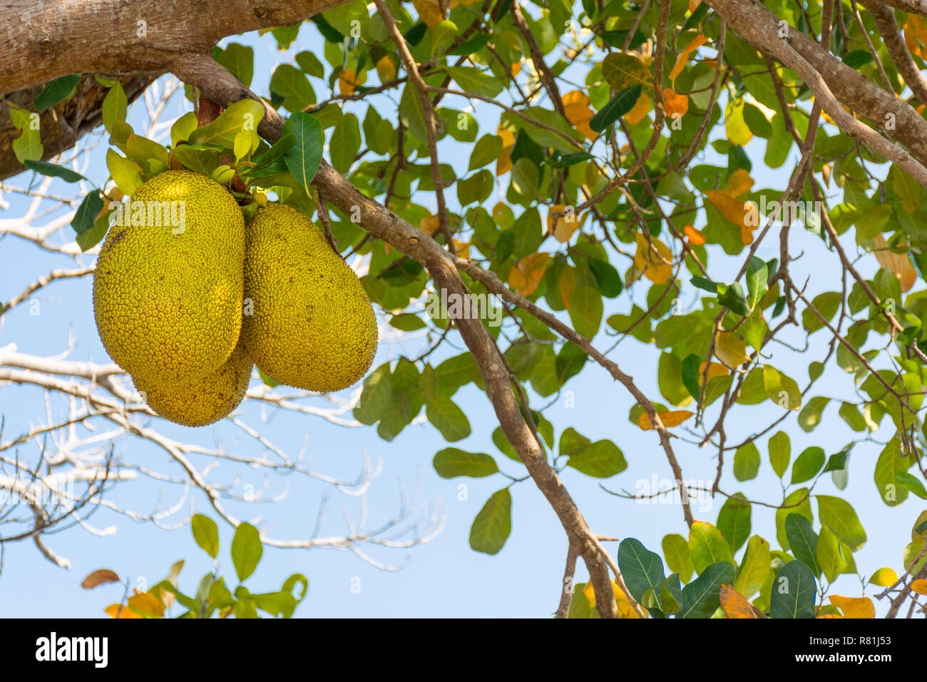 3 Three large Jack fruit growing on a tree. Stock Photo