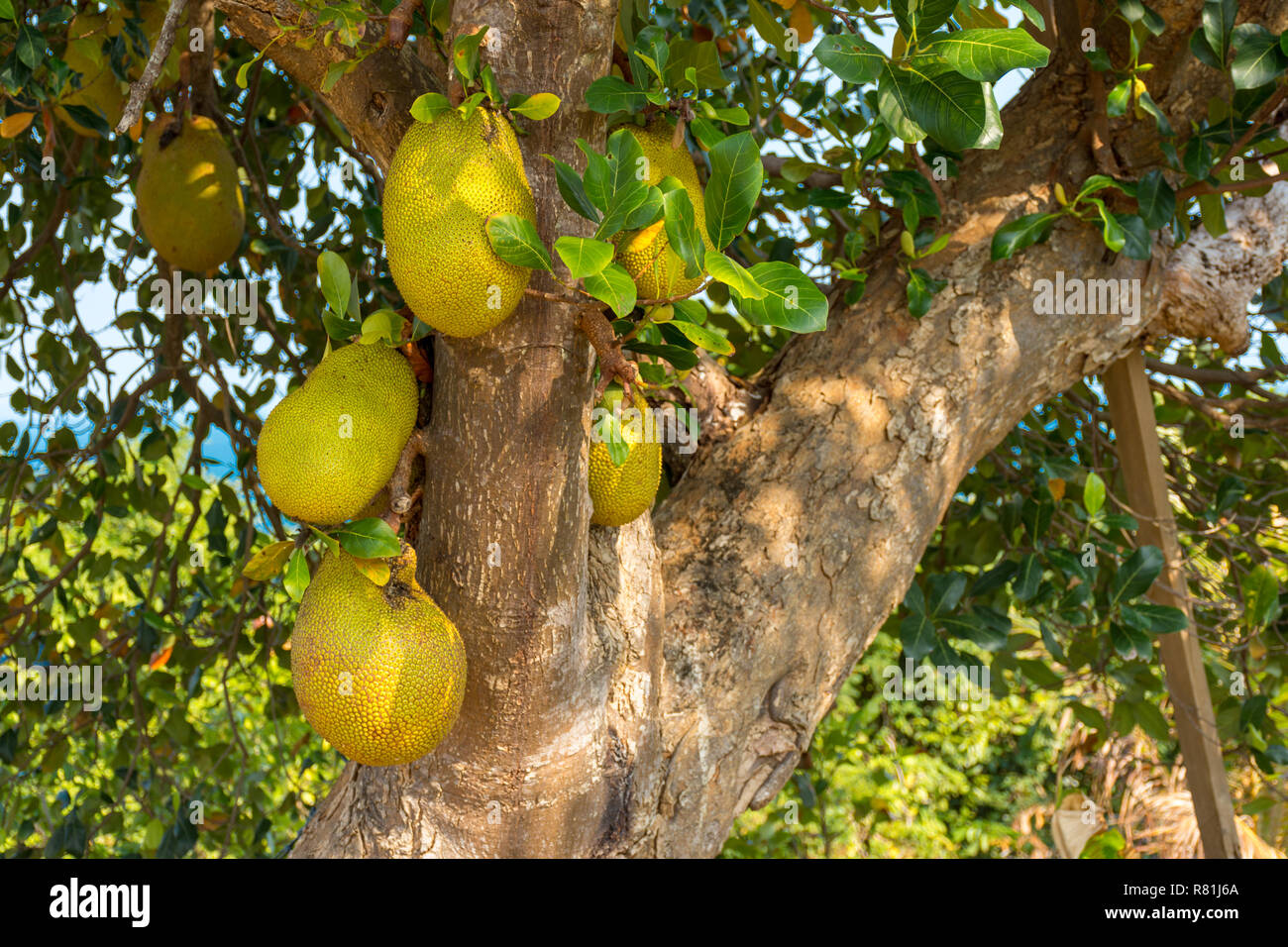 Many wild large Jack Fruits growing from a tree. Stock Photo