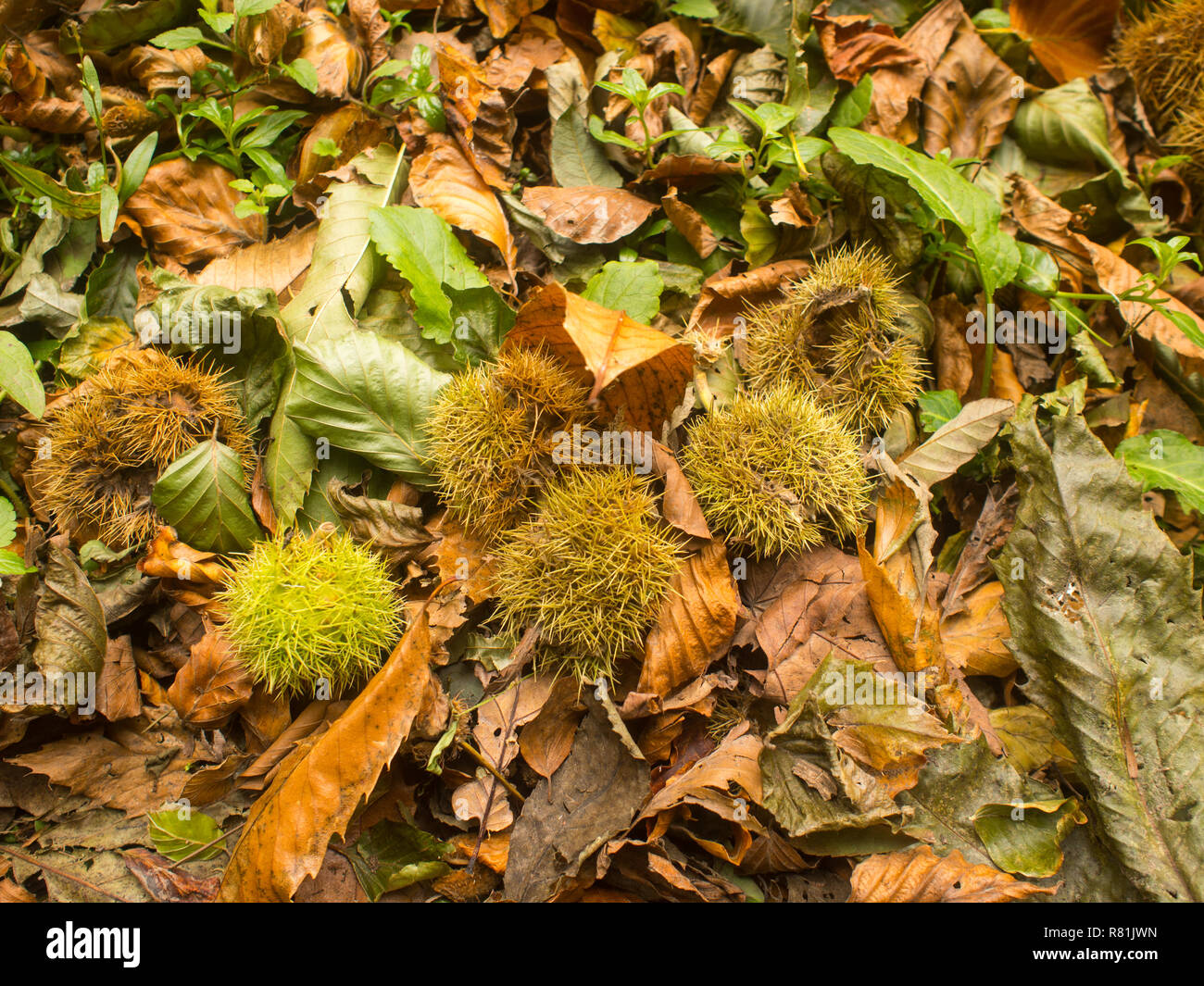 natural autumn leaves background Stock Photo