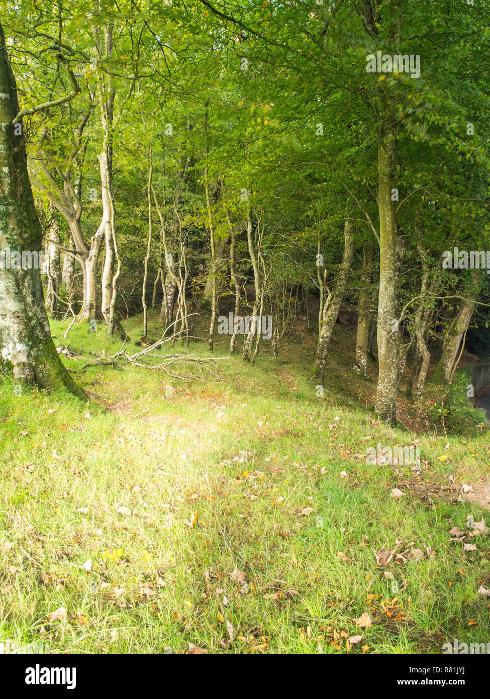 beautiful woodland walk around Clovelly in Devon , England Stock Photo
