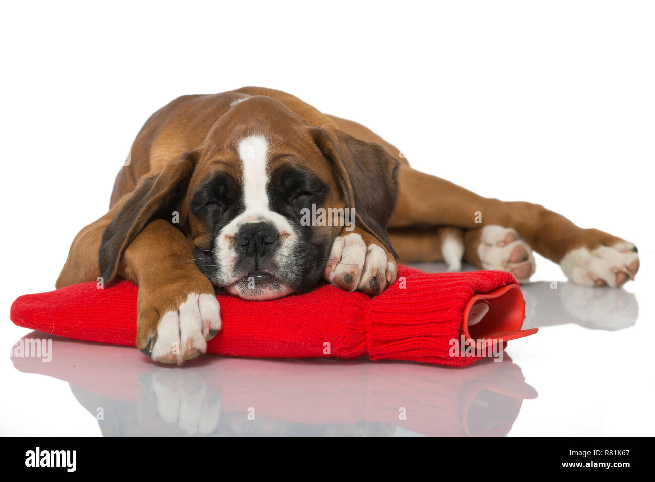 Puppy with hot water bottle Stock Photo Alamy